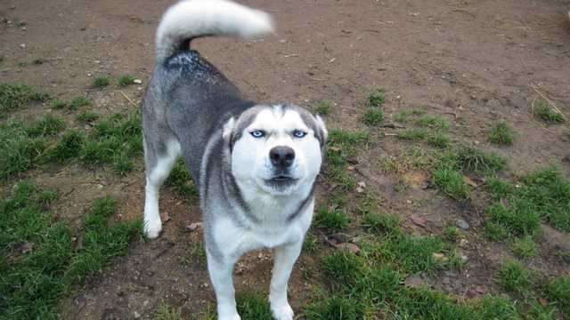 Husky Wurfplannung